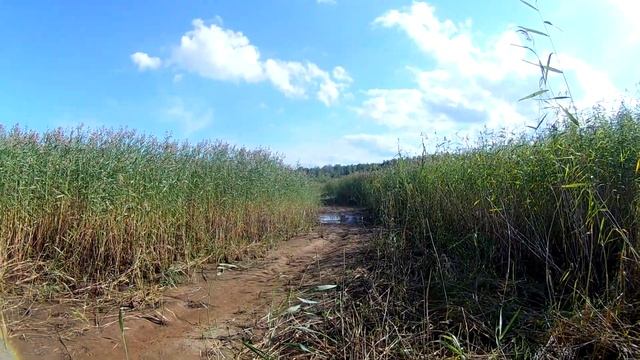 берег рыбинского водохранилища, недалеко от брейтово. камыш, ивняк, 500м от леса до воды смотреть онлайн