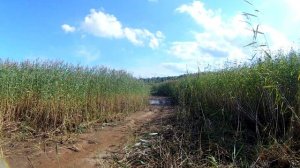 берег рыбинского водохранилища, недалеко от брейтово. камыш, ивняк, 500м от леса до воды