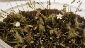 Английские росянки содержание и уход.