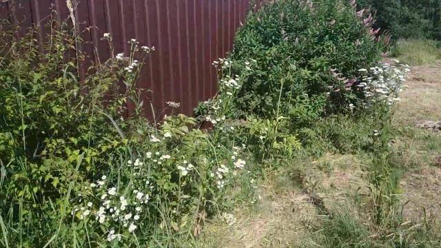 Собственными силами и смекалкой сделали ворота и забор на даче. Лето, цветущие розы. Красота!
