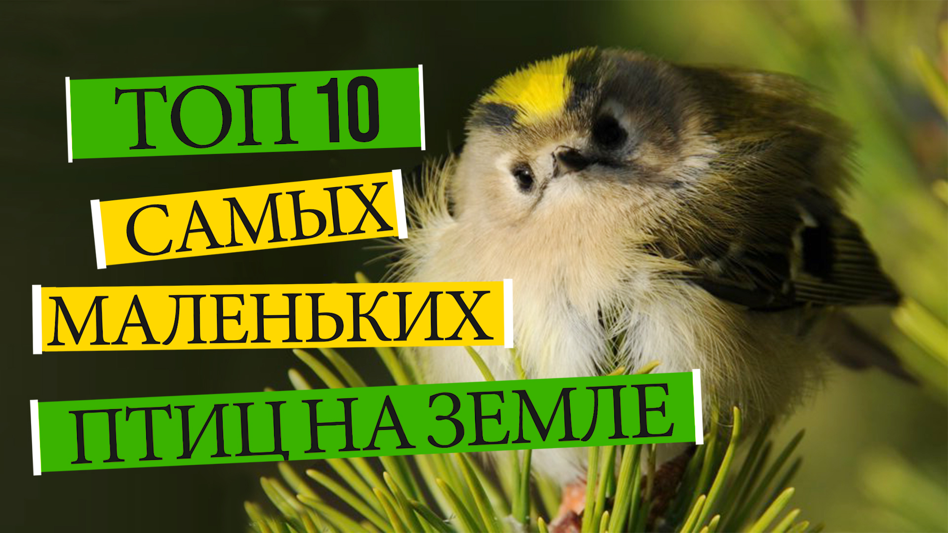 ТОП 10 самых МАЛЕНЬКИХ ПТИЦ на Земле. ИНТЕРЕСНЫЕ ПТИЦЫ. Факты о животных. Удивительное рядом