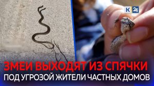 Какие виды змей обитают на Кубани и стоит ли их бояться??