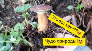 Сажаю грибы в теплицу! 🍄😃Кормушка сломалась!🐦Земляника..ещё ягоды есть.🍓