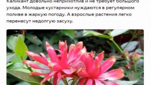 Каликант