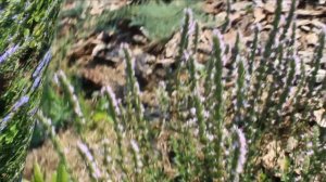 ИССОП (Библейская трава)заменит капризную лаванду!"Синий зверобой" для красоты, лечения и кулинарии