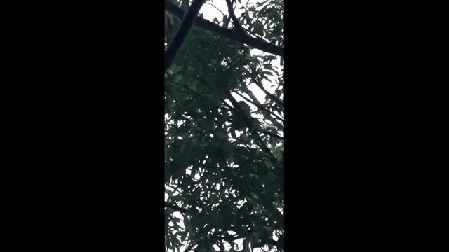 Пищащие в ночи смотреть онлайн