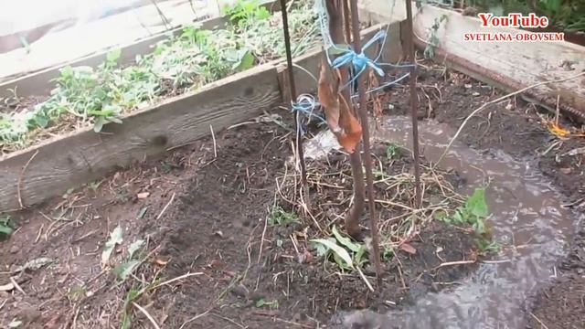 СИДЕРАТЫ ПОД ЗИМУ -РОЖЬ..СЕЕМ ПОД ДЕРЕВЬЯ..ДЛЯ ПЛОДОРОДИЯ ,ДЛЯ РЫХЛОСТИ ПОЧВЫ..БОРЬБА С СОРНЯКАМИ смотреть онлайн