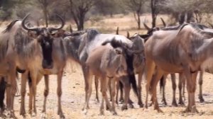 ГИЕНОВИДНАЯ СОБАКА — её боятся даже леопарды и буйволы Собака в деле, против льва, гиены