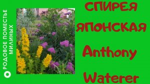 Краткий обзор спиреи японской Антони Ватерер.