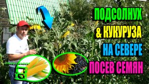 КАК ВЫРАЩИВАТЬ КУКУРУЗУ И ПОДСОЛНУХ НА СЕВЕРЕ ЧАСТЬ 1? ПОСЕВ СЕМЯН. ЭКО-САД ВЫХОДНОГО ДНЯ 23-11