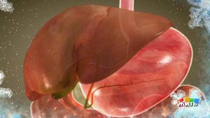 Холецистит - камни в желчном пузыре. Жить здорово! Фрагмент выпуска от 27.12.2017