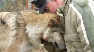 Волчица пришла в деревню просить помощи. Один мужчина пожалел её!