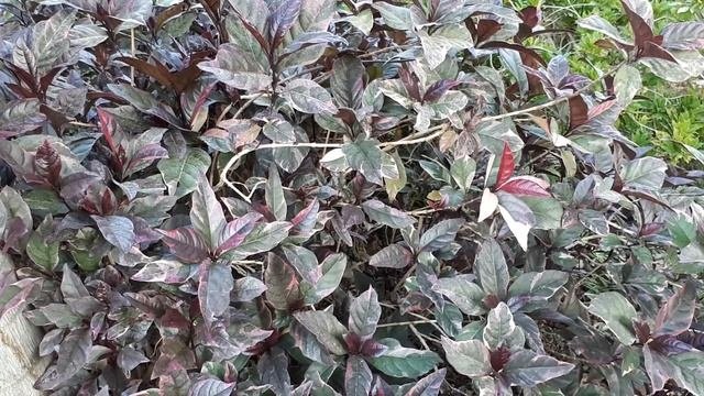 Pseuderanthemum - Grow & Care (Pastel Flower)