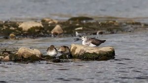 Большой улит (Tringa nebularia). Птицы Беларуси.