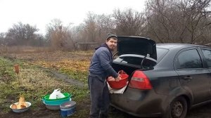 Сдавать СВИНЕЙ или ПРОДАВАТЬ САМОМУ? Реализация СВИНИНЫ дома. Свиноводство.