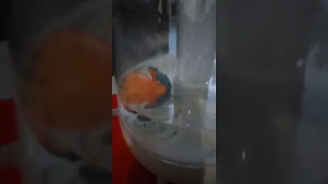 Deerma F325 Humidifier смотреть онлайн