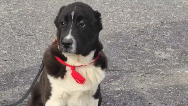 Таныш Кара Юлдуз, алабайчик для лучших хозяев. смотреть онлайн