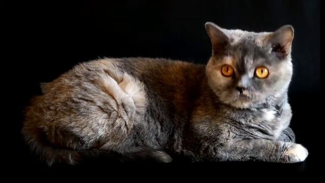 Народные приметы, поверья про кошек