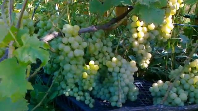 Виноград Мускат Куйбышевский - один из лучших для северных регионов.