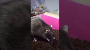 Сделала для крысок новое РАЗВЛЕЧЕНИЕ в коробке🐭✨#rat #крыса #крыски #dearfriend #shortvideo #animal