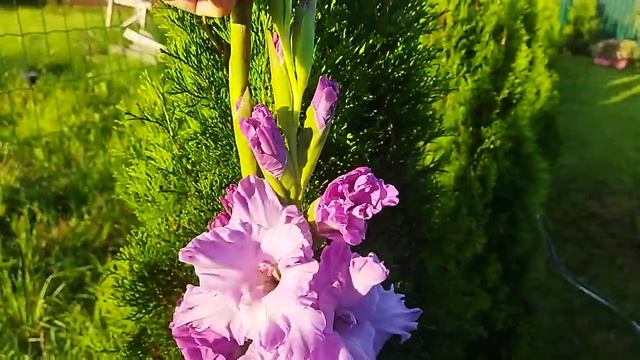 Гладиолус Голубой топаз, в срезке смотреть онлайн