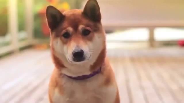 Прикольный танцующий пес смотреть онлайн