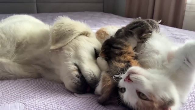Щеночек, кошка и котятки
