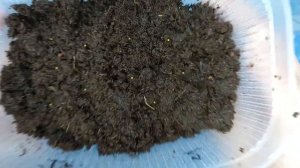 Выращивание Глоксинии из семян, посев Глоксинии легко и просто