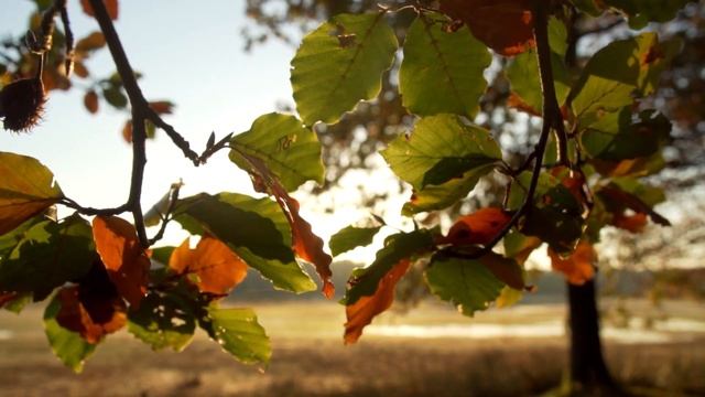 RELAX MUSIC золотая осень 2 смотреть онлайн