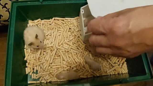 ХОМЯЧКАМ 16 ДНЕЙ (HAMSTERS ARE 16 DAYS OLD)