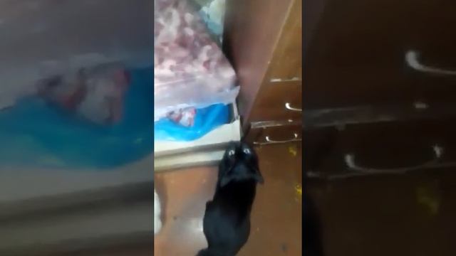 КОШАЧЬЕ БОГАТСТВО/ СПАСИБО МИХАИЛ ЗА ВАШУ ПОДДЕРЖКУ /ДОБАВИЛИ ВАШУ ПОМОЩЬ НА ГОРБУШУ смотреть онлайн