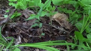 Садоводство по Железову.  Опыт моих учеников и друзей.  Как сажать косточки абрикоса. Серия 19