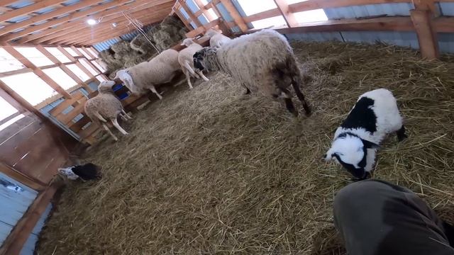 НОВЫЙ ЖИТЕЛЬ В ОВЧАРНЕ! ГОТОВЛЮСЬ К ОКОТУ ! смотреть онлайн