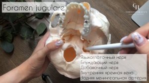 Отверстия наружного основания черепа | Анатомия