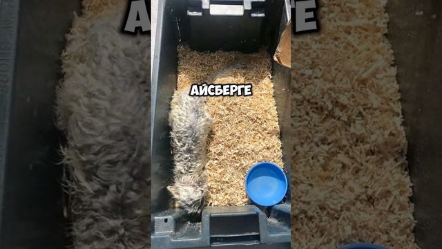 История с хорошим концом #добраяистория #история #арктическаялиса
