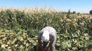 Тыква СИБЕЛЬ F1 - НОВЫЙ ОЧЕНЬ ПРОДУКТИВНЫЙ ГИБРИД