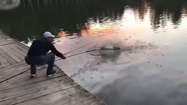 Осетр в Ольгово. Клюет. смотреть онлайн