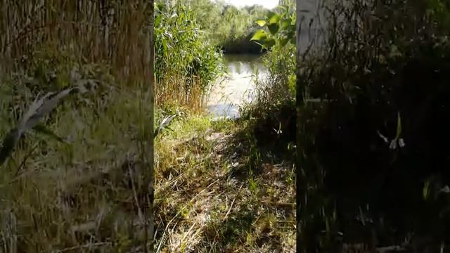 Зелёная пристань