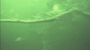 Язь 52 актив 7. Подводная видео камера