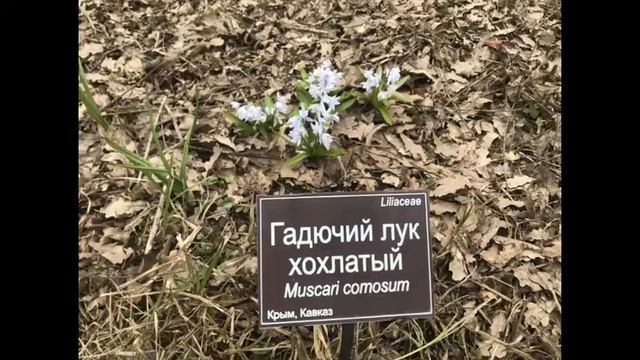 🌸ДНЕВНИК НАТУРАЛИСТА🌸 смотреть онлайн