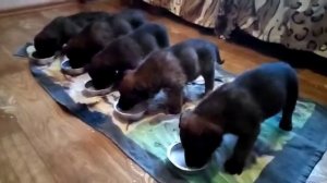 метисы малинуа и немецкой овчарки