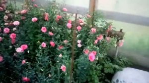 Эустома, ( лизиантус ) обзор теплицы!