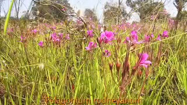 What is Iramoo? смотреть онлайн