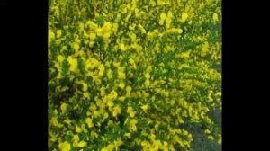 Жарновец метельчатый Sarothamnus scoparius