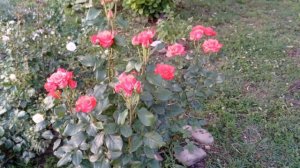 Розы - компаньоны, "Голден Тауэр" - "Импульс". Лето 2023.