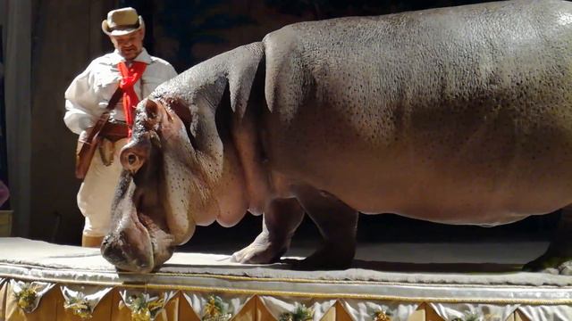 Бе-ге-мот смотреть онлайн