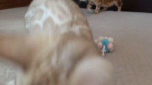 Бенгальский мальчик снежного окраса.