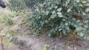 Охота на ЧЁРНОГО ДРОЗДА с пневматикой (воздушкой) Hatsan 90. Часть 4.