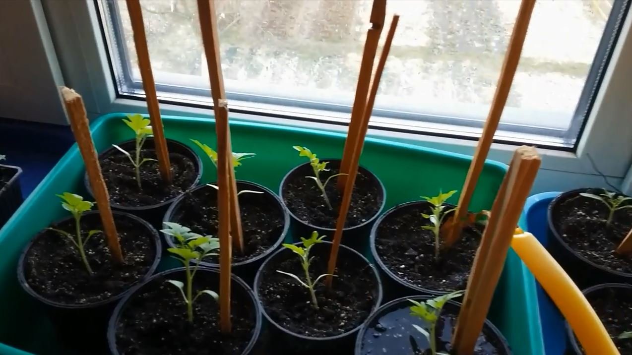 Как приготовить раствор луковой шелухи для рассады томатов смотреть онлайн