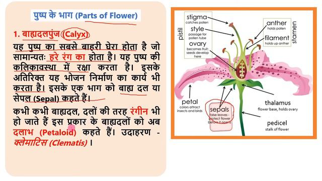 Morphology of Flowering plants | Flower Parts | Floral Symmetry | Aestivation | Calyx | Biology 9,1 смотреть онлайн